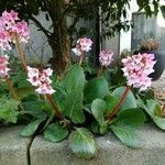 Bergenia crassifolia Floare