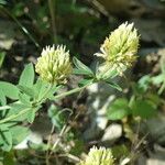 Trifolium ochroleucon Muu
