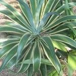 Agave demeesteriana Feuille