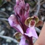 Orchis spitzelii Квітка