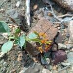 Cleome oxypetala Fruchs