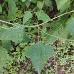 Melanthera nivea Ravina