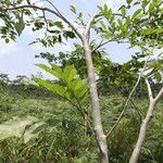 Pericopsis elata Habitat