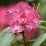 Rhododendron spp. Blüte