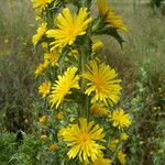 Scolymus grandiflorus Flower