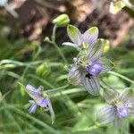 Delphinium staphisagria Blüte