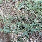 Atriplex patula Habit