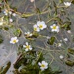 Ranunculus fluitans Costuma