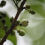 Psiloxylon mauritianum Fruit