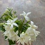 Jasminum sambac Flor