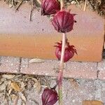 Hibiscus sabdariffa Fruit