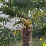 Trachycarpus fortuneiFrunză