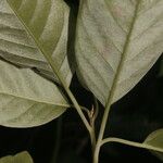 Itzaea sericea Hoja