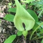 Arum italicum x Arum maculatum Cvet