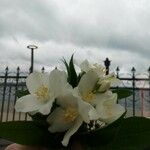 Philadelphus coronariusBlüte