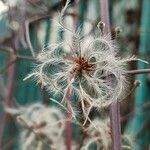 Clematis tangutica Плод