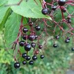 Sambucus nigra फल