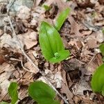 Maianthemum canadense Hoja