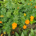 Trollius asiaticus Flors