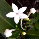 Psychotria calorhamnus 花
