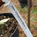 Vitex trifolia Sonstige