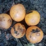 Garcinia epunctata Φρούτο