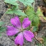 Geranium × oxonianum 花