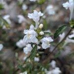 Galeopsis segetum Flower