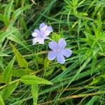 Ruellia humilisÕis