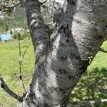 Prunus cerasus Bark