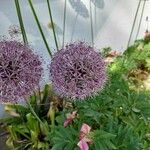 Allium nigrum Квітка
