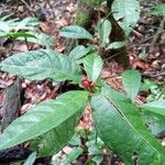 Eumachia guianensis Плод