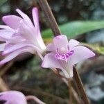 Dendrobium kingianum Kukka