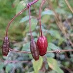 Fuchsia magellanica फल