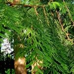 Thuja plicata Fuelha