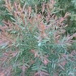 Melaleuca linariifolia Blatt