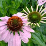 Echinacea purpurea ফুল