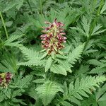 Pedicularis recutita Flor