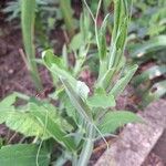 Lathyrus odoratus Leaf