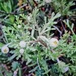 Anthemis maritima Blatt