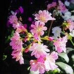 Lewisia cotyledon Květ