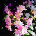 Lewisia cotyledon Flor