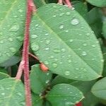 Cotoneaster meiophyllus Hoja