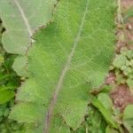 Lactuca virosa Leaf