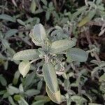 Salvia officinalis Yaprak