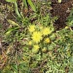 Centaurea acaulis Fiore