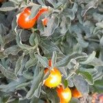 Solanum pseudocapsicum Habit