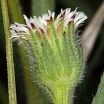 Erigeron lonchophyllus Blomma