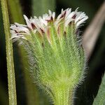 Erigeron lonchophyllus Květ