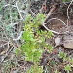 Rubia fruticosa Hoja